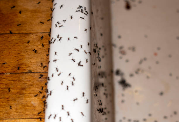 Best Spider Control Near Me  in Hot Springs, SD