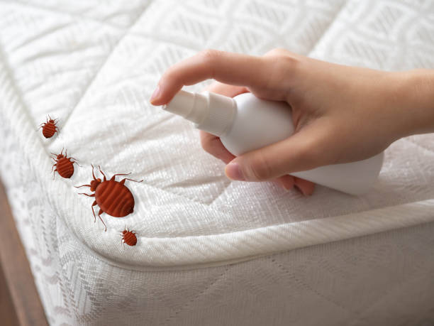 Best Pest Prevention Services  in Hot Springs, SD