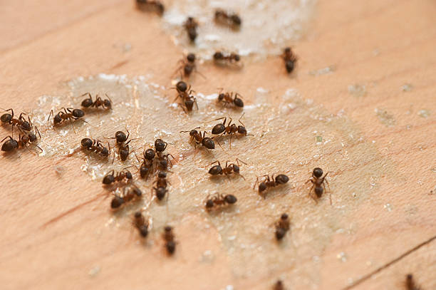Best Ant Control Services  in Hot Springs, SD