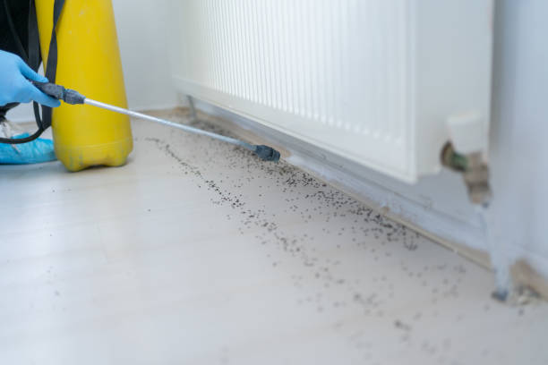 Best Termite Control Services  in Hot Springs, SD